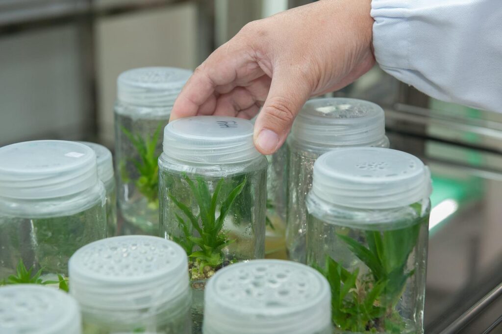 mão segura pote de mudas de plantas no laboratório de biotecnologia vegetal