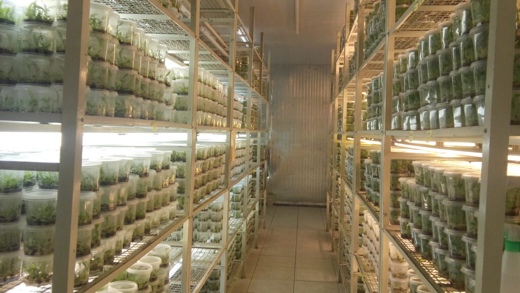 Potes de mudas de plantas em estantes de laboratório em processo de biotecnologia vegetal 