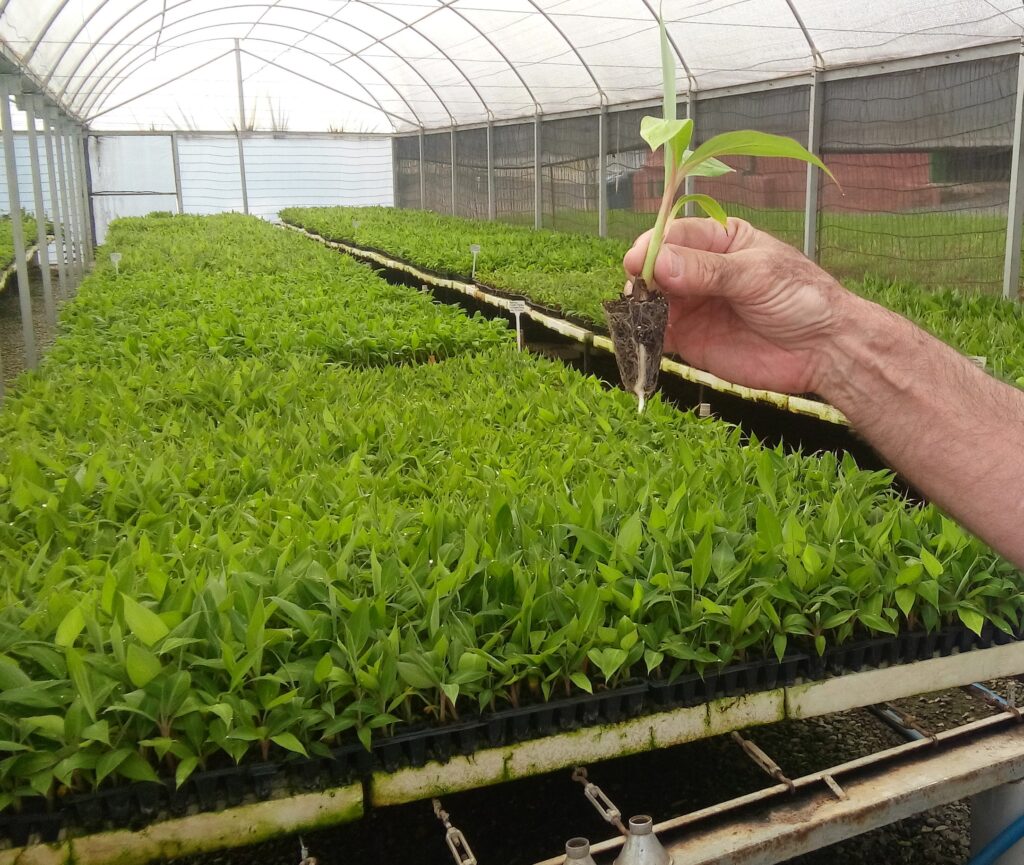 mão segurando muda de planta e ao fundo estufa com mais mudas